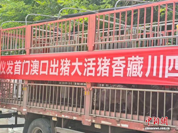赛事深度解析：赛场上的每一次博弈 - hth